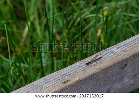 dragonfly over a mountain lake, on wood
