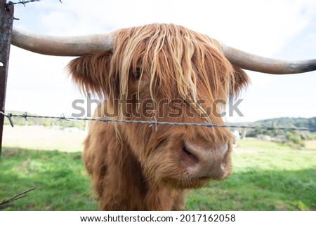 Scottish Highland Cow looking at the camera through his fringe from behind the barbed wire fence