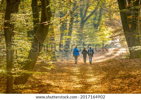 People strolling on Walkway in autumn forest with colorfull fall foliage in hazy conditions. Veluwe, Gelderland Province, the Netherlands. Royalty-Free Stock Photo #2017164902