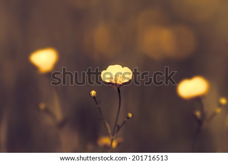 Meadow Buttercup. Vintage Flowers background,  Field of  Pale Pink Flowers  closeup.