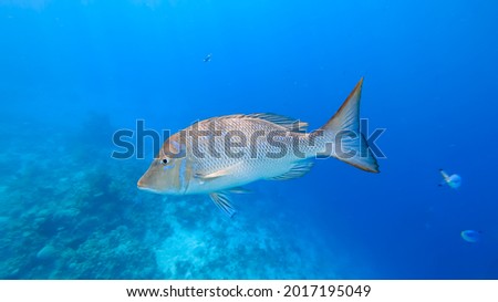 close-up of a huge gray tropical fish that swims on the background of the seabed.