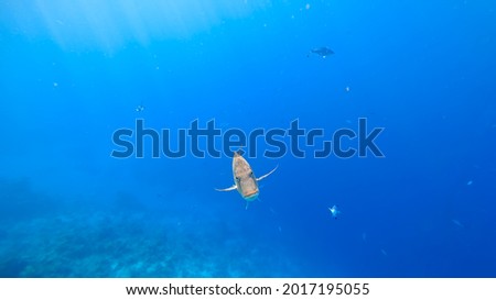 tropical fish swims out of the blue sea background, swims straight into the camera with a menacing look.