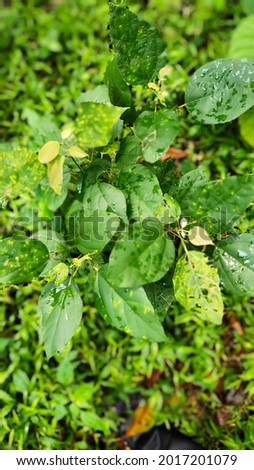 Picture of a Damaged leaf by insects