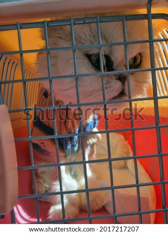 Cat sits inside pet carrier. close up photo