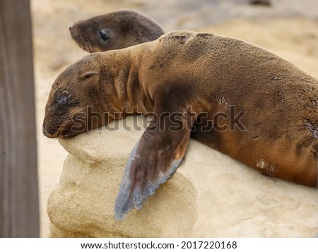 A sea lion pup sleeping on top of a rock in La Jolla Cove in California.