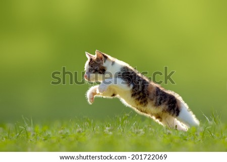 Young cat jumps over a meadow in the backlit Royalty-Free Stock Photo #201722069