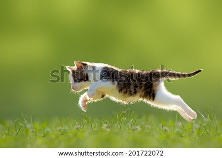 Young cat jumps over a meadow in the backlit Royalty-Free Stock Photo #201722072
