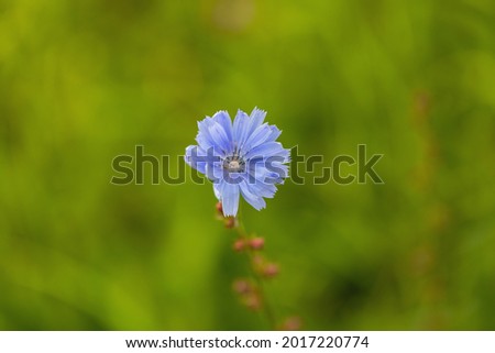 Blue flower on a green blurred background. Chicory. Summer concept. Copy space.
