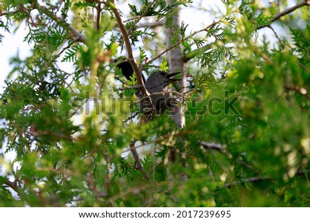 a Gray Catbird in a branch