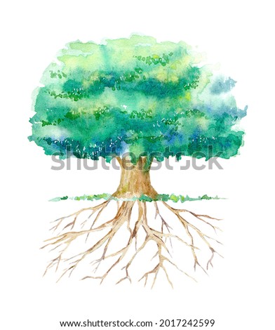 Oak and roots.Deciduous tree.Watercolor hand drawn illustration.White background.	