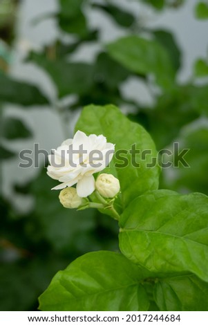 Closeup of jasmine flowers in a garden