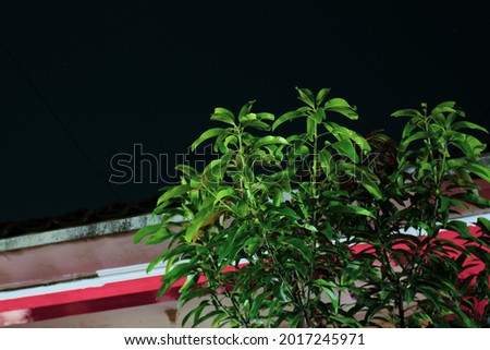 A young and medium-sized mango tree in front of the house is photographed at night, a mango tree with thick leaves