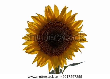 sunflower isolated on white. Yellow flower.