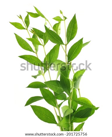 Henna leaves in bunches over white background