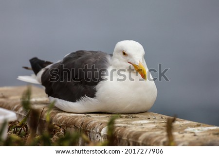 A sea gull laying on top of a concrete fence near her baby chicks.