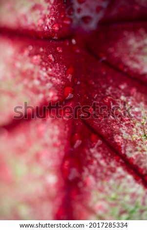 Close up of Caladium Plant with Red and Green Leaves
