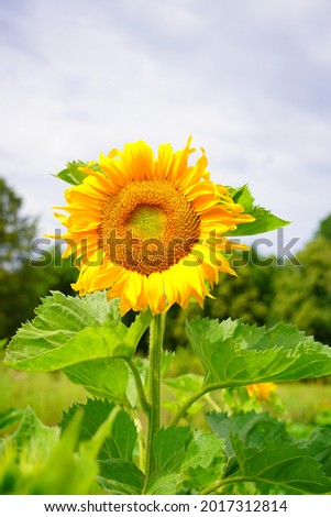 Helianthus annuus -  Beautiful sunflower  - sunflower seeds