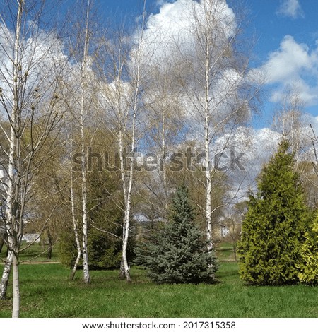 young firs and birches in the park on a sunny summer day