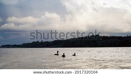 three ducks on the water of the river at sunset beautiful sky                               