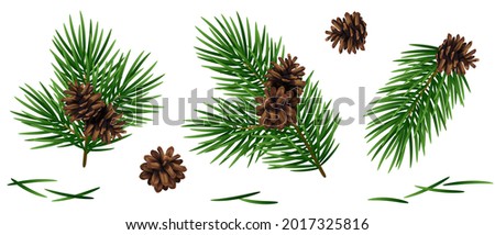 Christmas fir tree branches with brown pine cones and needles set isolated on white background. Vector illustration.