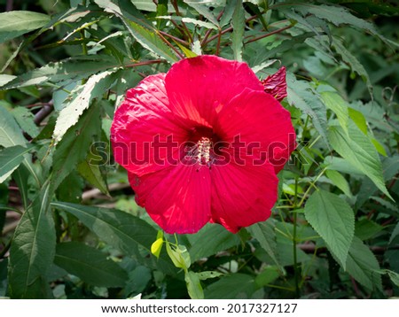 Close up of red hibiscus