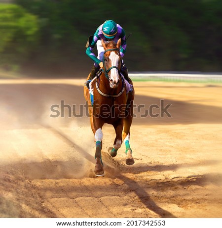 Galloping race horse in racing competition. Jockey on racing horse. Sport. Champion. Hippodrome. Equestrian. Derby. Speed Royalty-Free Stock Photo #2017342553
