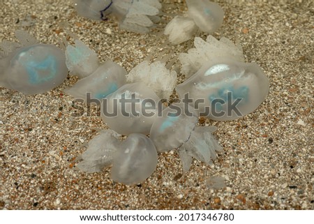 marine large transparent jellyfish on the seashore