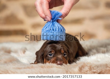 portrait of a beautiful, cute, gentle dachshund puppy
