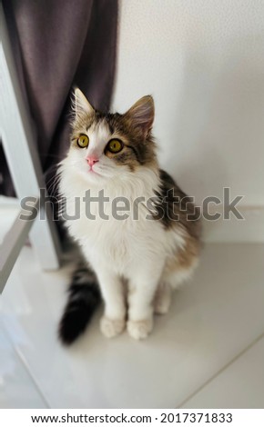 beautiful, cute, kitty cat pic