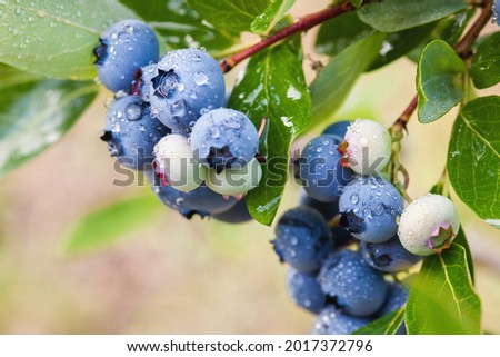 Blueberry berries growing on the bush wet with dew Royalty-Free Stock Photo #2017372796