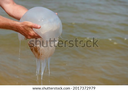 giant jellyfish in the hands of a man on the beach at the sea in summer close-up. High quality photo