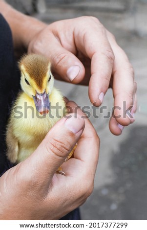 A small yellow duckling in the palms of a man on a sunny summer day. Vertical image.