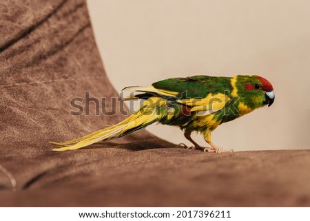 kakariki. red-crowned parakeet. cyanoramphus. home parrot on the edge of the sofa.