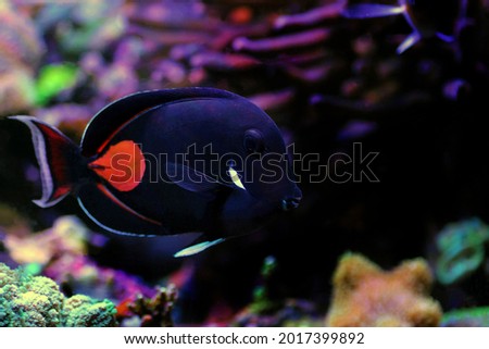 Achilles Tang Saltwater Fish - (Acanthurus achilles)