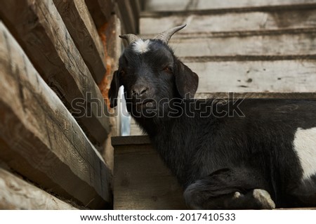                A white horned goat's head on a blurred natural background. A goat on a farm.                