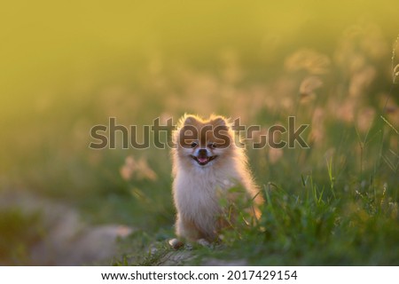 Cute dog in the evening atmosphere in the meadow (Pomeranian)