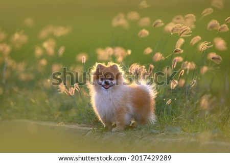Cute dog in the evening atmosphere in the meadow (Pomeranian)