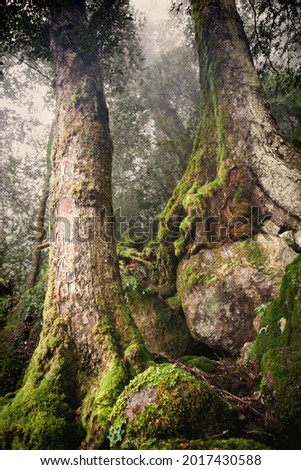 Looking up at two towering tall majestic ancient Antarctic Southern Beech trees showing mossy roots growing over rocks in misty Gondwana rainforest at New England National Park, Australia. Royalty-Free Stock Photo #2017430588