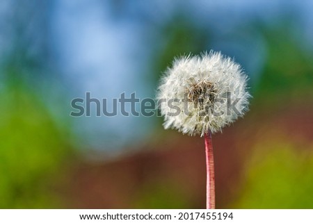 White ball of dandelion flower in rays of sunlight on colorful background