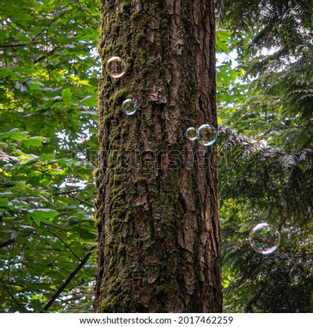 Calm Bubbles in front of a Tree Trunk