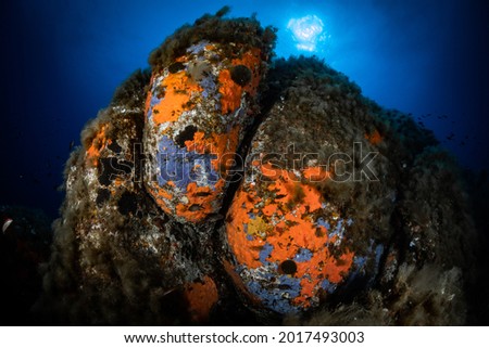 Underwater Landscape, South Sardinia, Italy