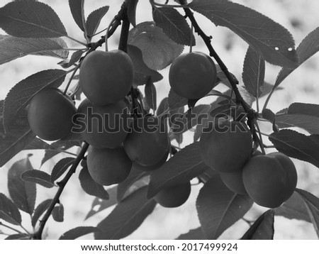 Unripe cherry plum fruits. Branch with berries. Black and white.
