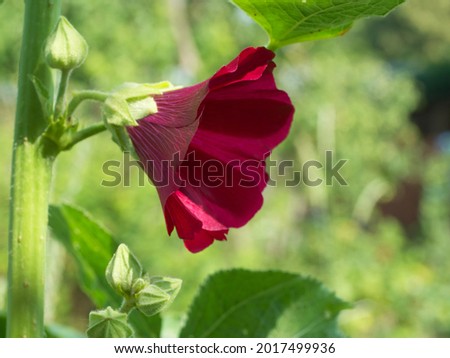 Single mallow flower, close-up. Flower with red petals.