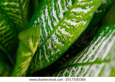 Green leaves with white stripes