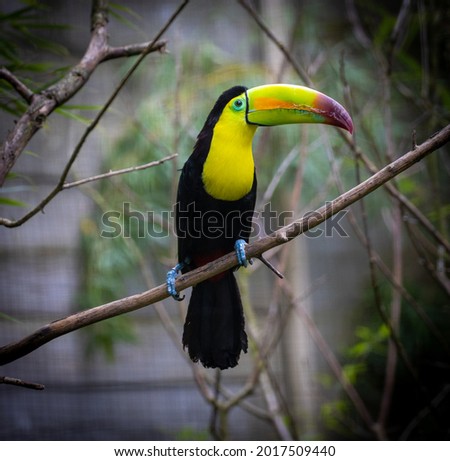 Toucan sitting on the branch in the forest