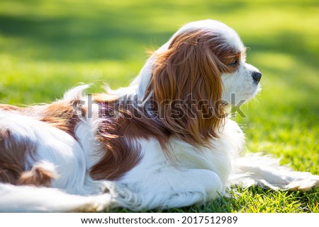 A Cavalier King Charles Spaniel dog in the nature on a sunny day. Selective focus