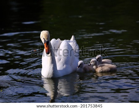 White Swan Cygnets with Mother in the water