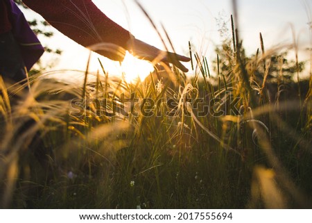 the girl runs her hand over the tall grass and touches it while walking through the fields in the sunset light. Royalty-Free Stock Photo #2017555694