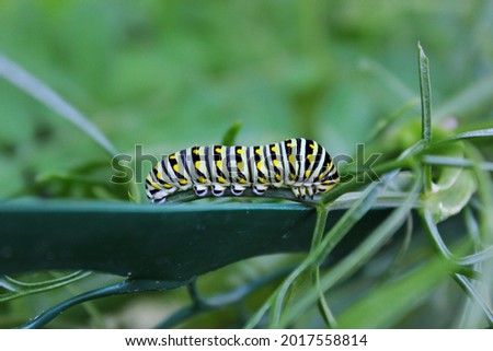 Plump wild butterfly caterpillar crawling on a plant in the fields.