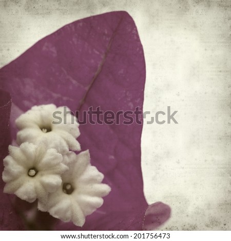 textured old paper background with Bougainvillea
